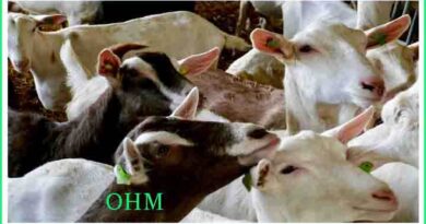 Goat Farming in India - Bakri Palan
